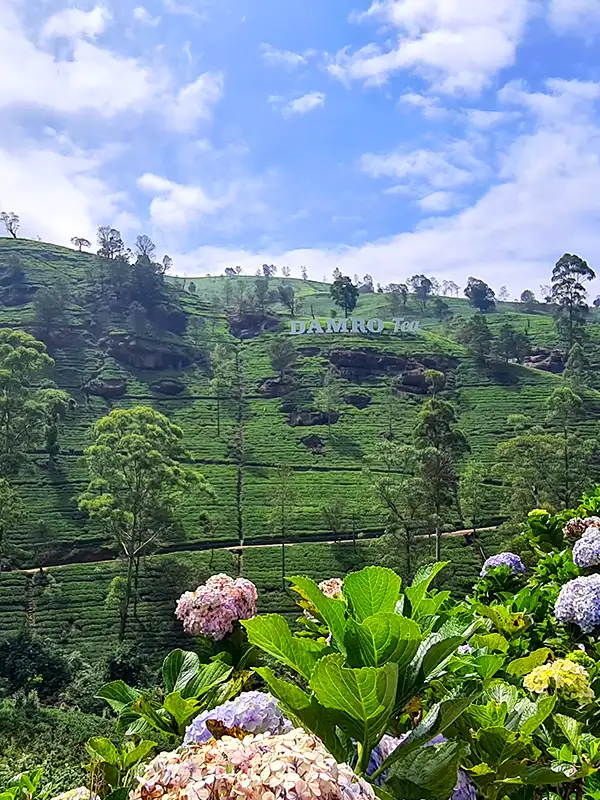 Driver sri lanka Damro Tea