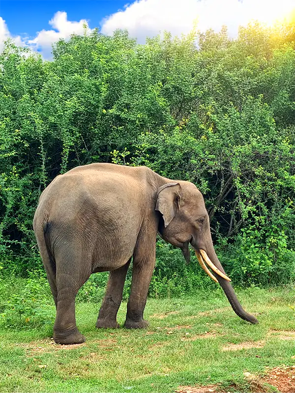 Driver Sri Lanka Udawalawe